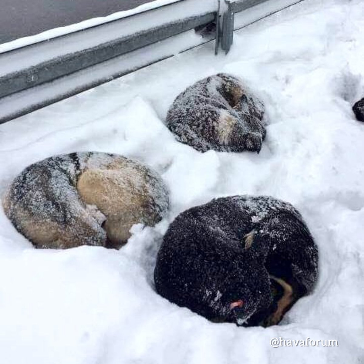 Sokaktasın, sığınacak bir yerin yok, hava soğuk, açsın ve tek kelime konuşamıyorsun. Lütfen onları görmezden gelmeyin. Önümüzdeki birkaç gün hava çok soğuk...