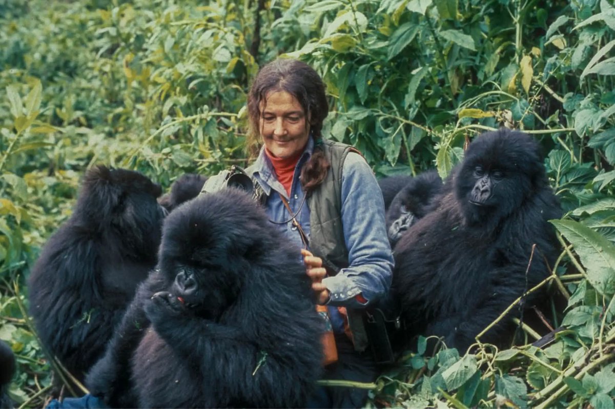 Dr_TheHistories's tweet photo. On December 27, 1985, the body of Dian Fossey was found in her remote cabin at Karisoke Research Center, a place she had built with her own hands to protect the mountain gorillas she loved. She had been violently murdered, struck with a machete, in a crime that has never been definitively solved.

Fossey had spent nearly two decades living among the gorillas of the Virunga Mountains, documenting their lives and fighting relentlessly against poachers, traffickers, and corrupt officials. Her work transformed scientific understanding of gorilla behavior and helped bring global attention to a species on the brink of extinction. But her uncompromising stance made her powerful enemies. She rejected polite conservation in favor of direct confrontation, believing the gorillas’ survival mattered more than her own safety.

In the years leading up to her death, Fossey lived under constant threat. She had received warnings, endured break-ins, and was vilified by those who profited from the gorillas’ destruction. When she was killed, suspicion fell on multiple parties—poachers, local workers, and even colleagues—yet the case remains clouded by controversy, political pressure, and unanswered questions.

Dian Fossey was buried near her beloved gorillas, alongside Digit, the silverback whose murder had hardened her resolve. Her death silenced a fierce and complicated voice, but her legacy endures in every protected gorilla family alive today—a reminder that defending the voiceless often comes at a terrible cost.

#drthehistories