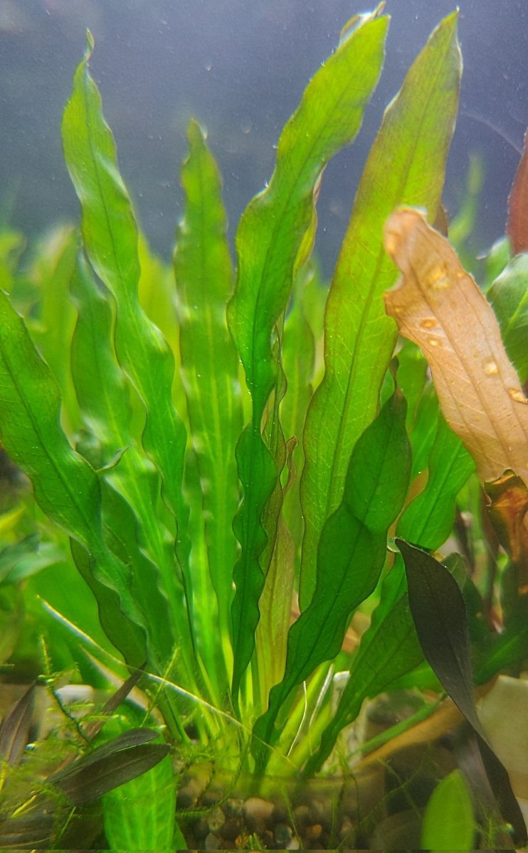 ホレマニー オレンジ ② ホレマニー オレンジ ② エキノドルス・ホレマニーオレンジ