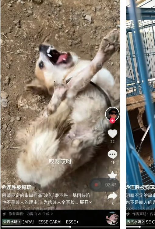 PhaedraXTeddy's tweet image. NOT so honorable  🇨🇳 Chinese soldier Xia Xixu(夏熙旭) and one of his many loyal victims. Xia Xixu(夏熙旭), a retired Chinese soldier, is attempting a new career, torturing dogs on #tiktok #China 🇨🇳 for donations and ❤️s. 
#AnimalAbuse is the only "talent" you need in #China to