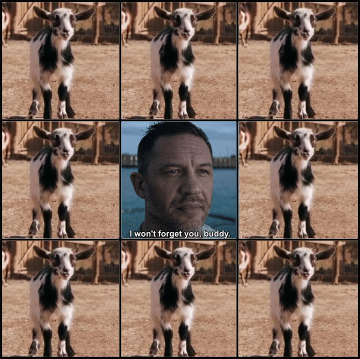 pluribus baby goat moodboard