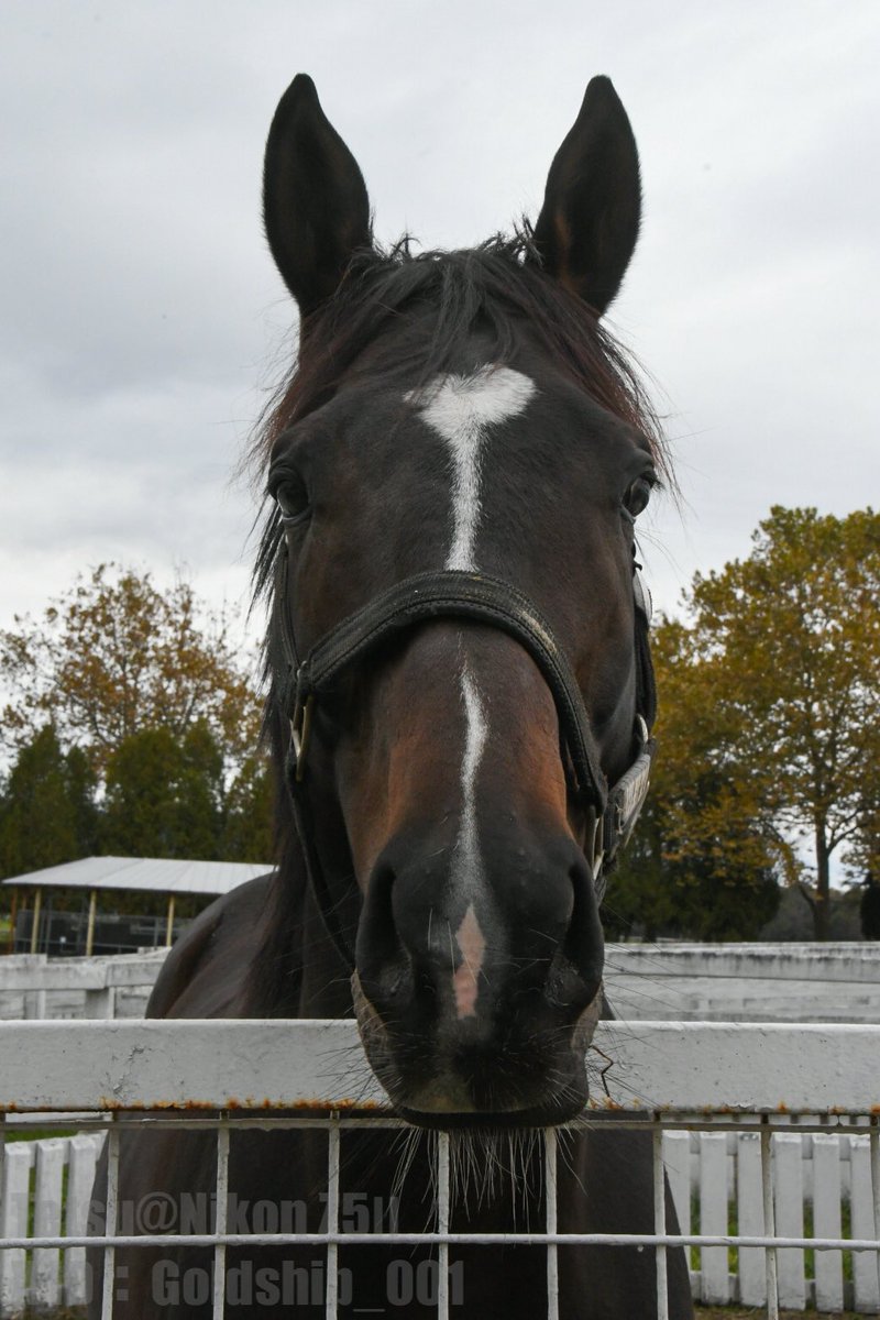 てつ@Nikon Z5Ⅱ (@Goldship_001) / Posts / X