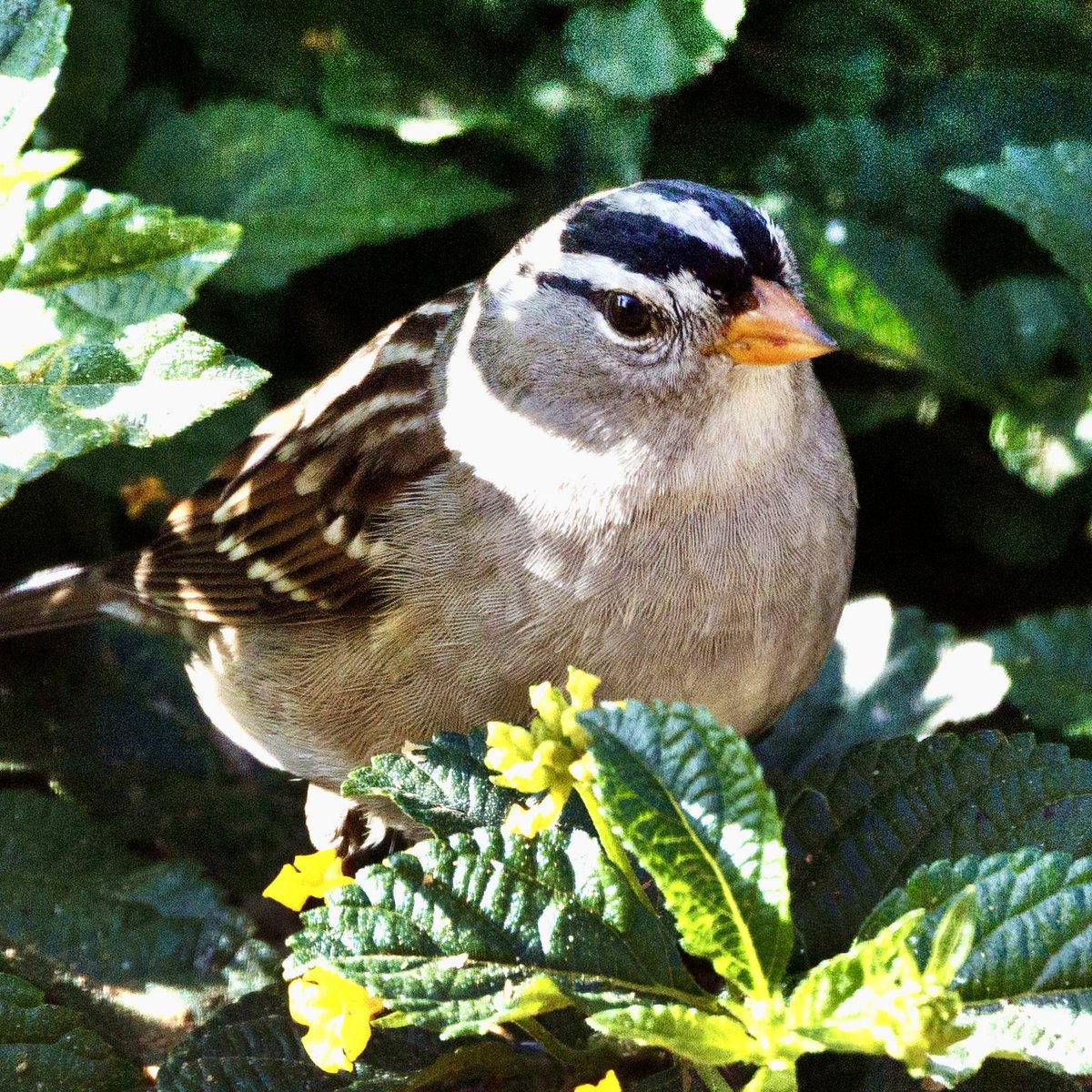 White crowned sparrow kicks off the day. ⁦⁦<a href="/CanonUSApro/">Canon USA Pro</a>⁩ Taken with ⁦<a href="/CanonUSA/">CanonUSA</a>⁩ R5 MKII with RF 100-500 at 500mm. ⁦<a href="/CCP_UArizona/">CCP</a>⁩ ⁦<a href="/YamashitaPhoto/">Michael Yamashita</a>⁩ ⁦⁩ ⁦<a href="/ImprovAmbassadr/">Byron</a>⁩ ⁦<a href="/mikebarnicle/">Mike Barnicle</a>⁩ ⁦<a href="/KerryKennedyRFK/">Kerry Kennedy</a>⁩ ⁦<a href="/kasie/">Kasie Hunt</a>⁩