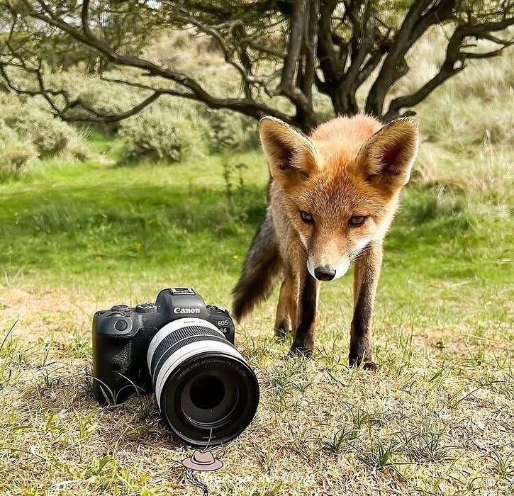 TheFoxLife's tweet image. Bro found my camera before I did 🦊📸
