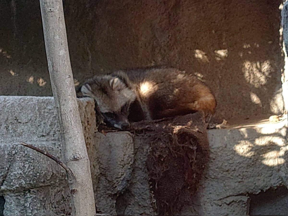 ぽぽ (@popo9603) / Posts / X