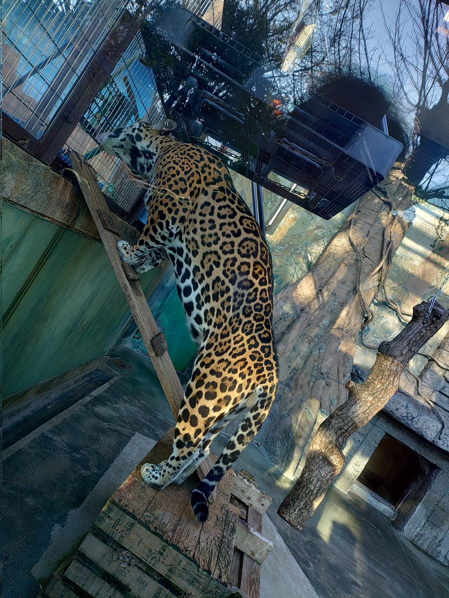 ぽぽ (@popo9603) / Posts / X