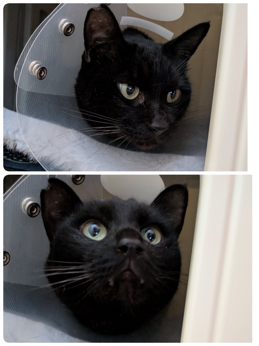 くろねこ みいたろう (@kuro0302cat) / Posts / X