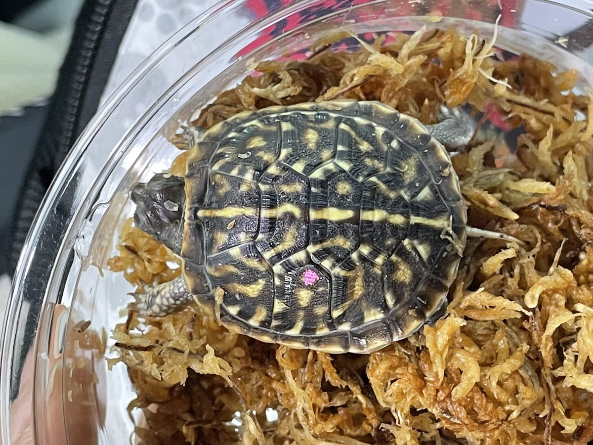 亀沢2025年度ツアー後半戦に向けて、飼養中🙇✨️ (@kamesawa2023