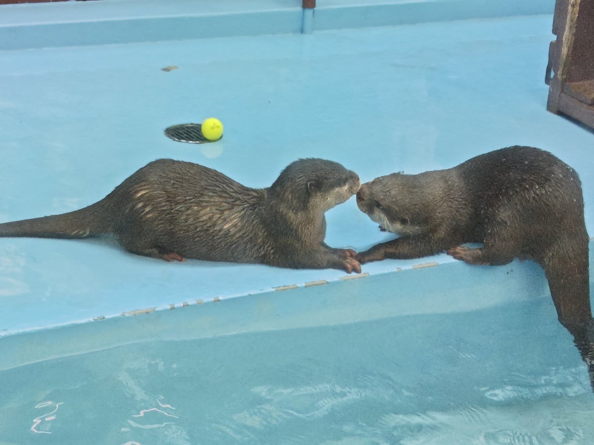 かわうそ(・ᴥ・) (@iF9kOxq2miU6JaD) / Posts / X