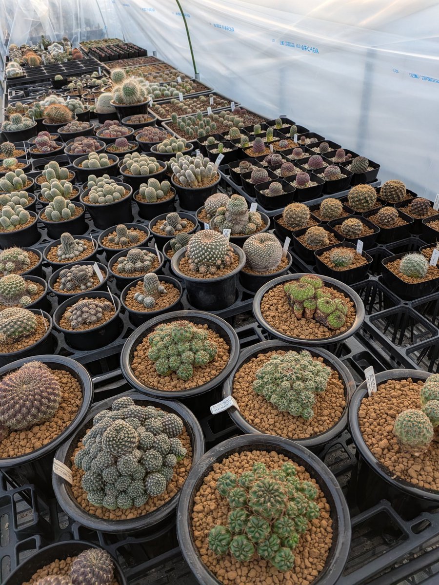 サボテン屋さん ざっきー (@zacky1020) / Posts / X