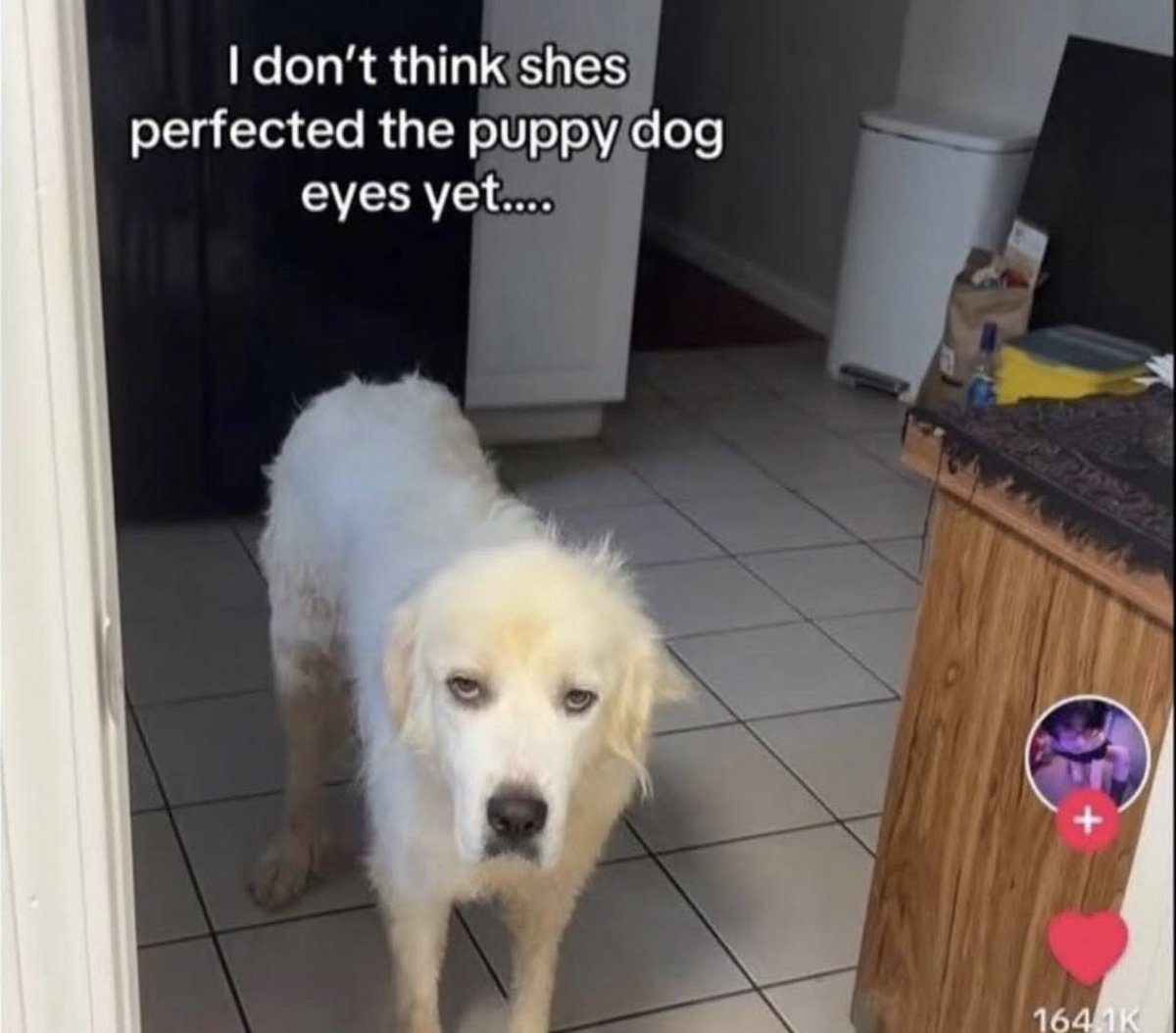 3s0t3r1c's tweet image. it’s literally him #dispatchtwt