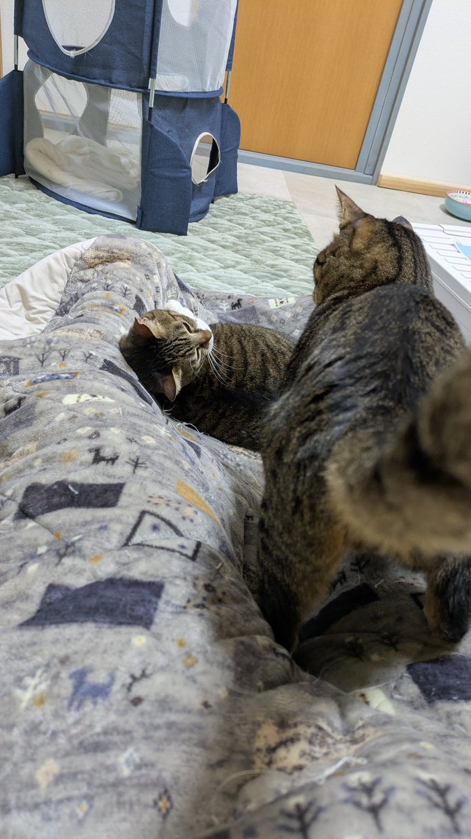 mf02261's tweet photo. さんちゃんがーーーー！
足の間でくつろいでくれた！
順調に成長中です🐈🐾（たまに？わりとパンチ出ます）
この後てらおさんに追い出されます😭
  #にゃーくる
 #りんご猫
 #里親募集中 https://t.co/DuXzlCjm0M