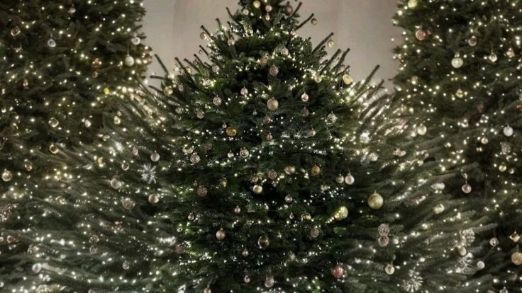 scarlettwants's tweet image. christmas in my heart forever