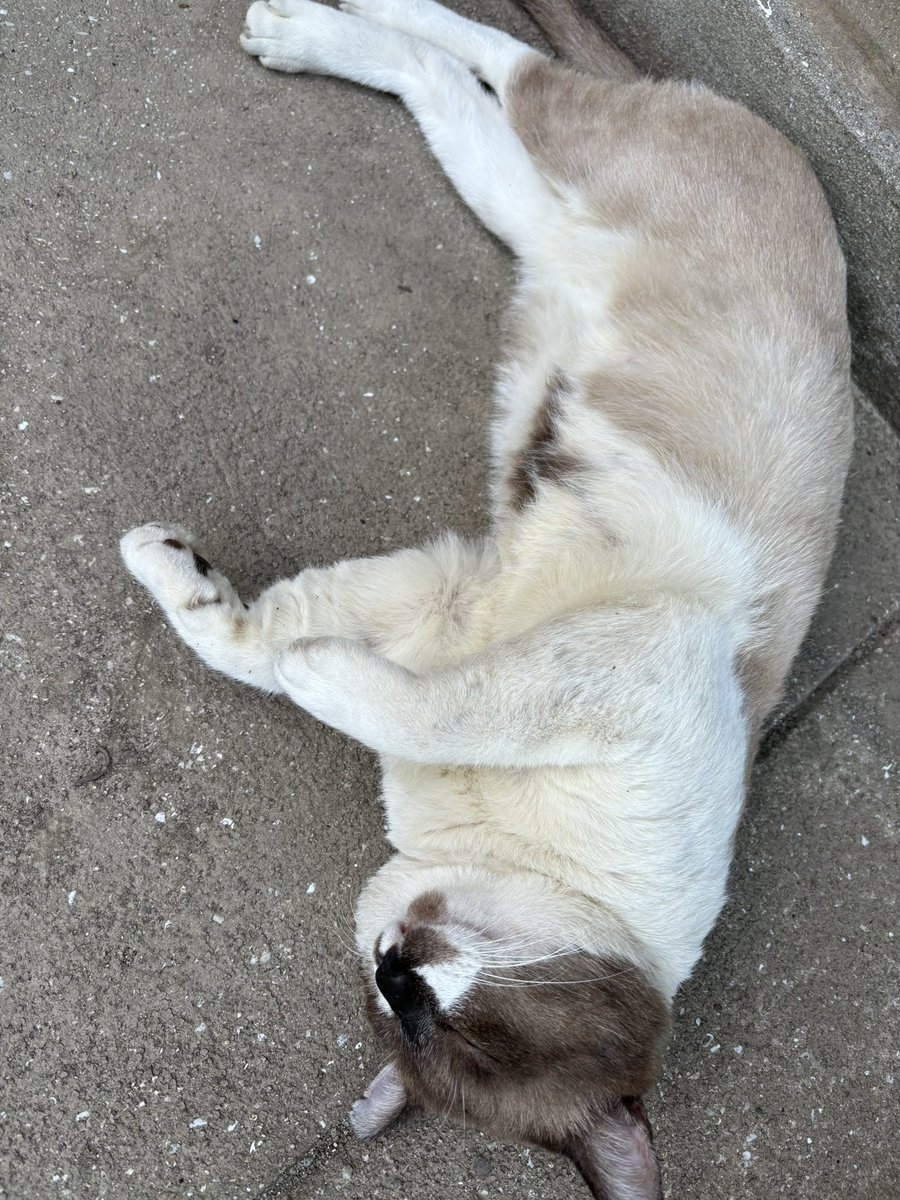 金太＠🏍z400🏍 (@kinta_gsx_s125) on X