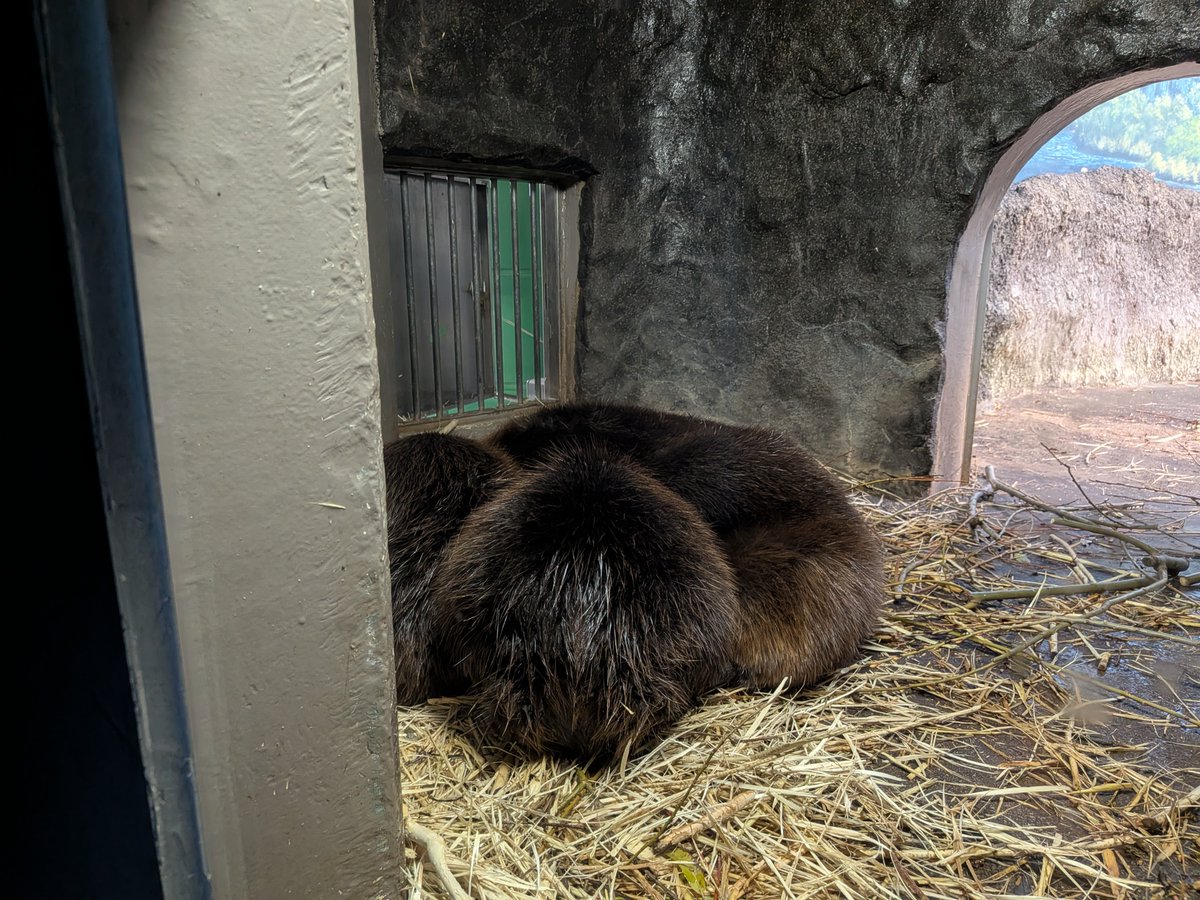 Marinepia_PR's tweet photo. 12月23日に日立市かみね動物園から搬入したアメリカビーバーのメス2頭（7か月）が、以前から飼育していたカナデと一緒に休息していました。2頭は体重も増えていてひと安心です。#アメリカビーバー #水族館 ＃かみね動物園 https://t.co/PPTxyHVkID