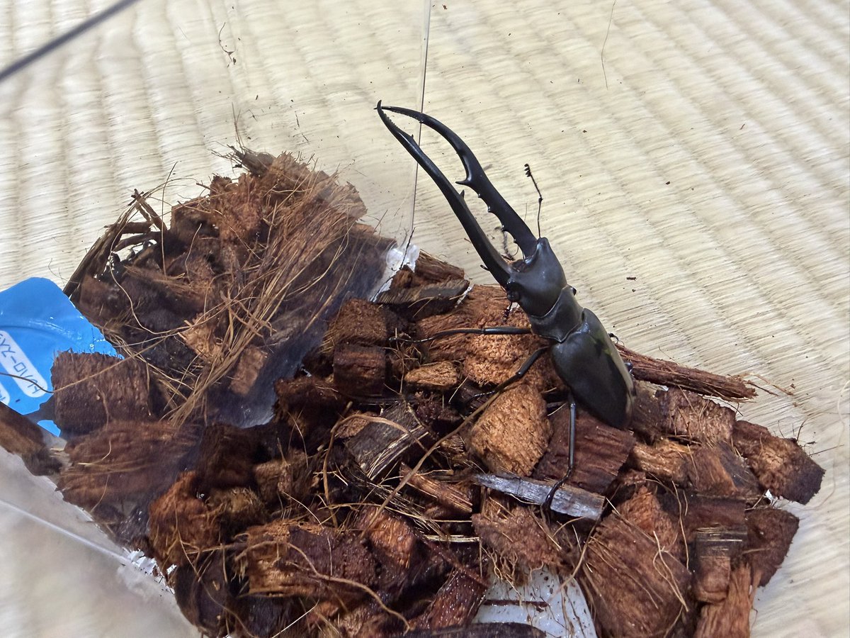 わたくわ (@watakuwa_1911) / Posts / X