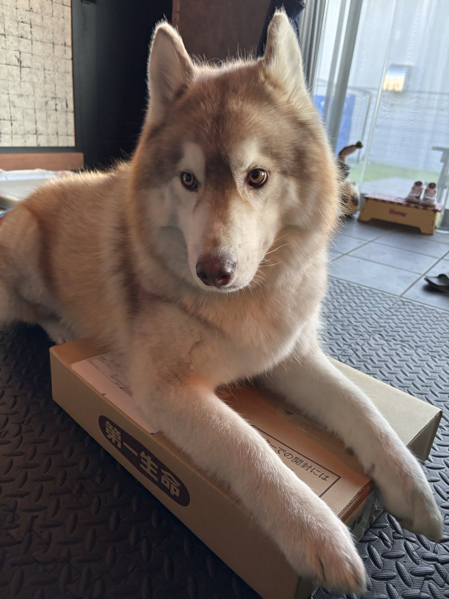 茶々丸チャチャチャ👐 (@chacha_maru1113) / Posts / X