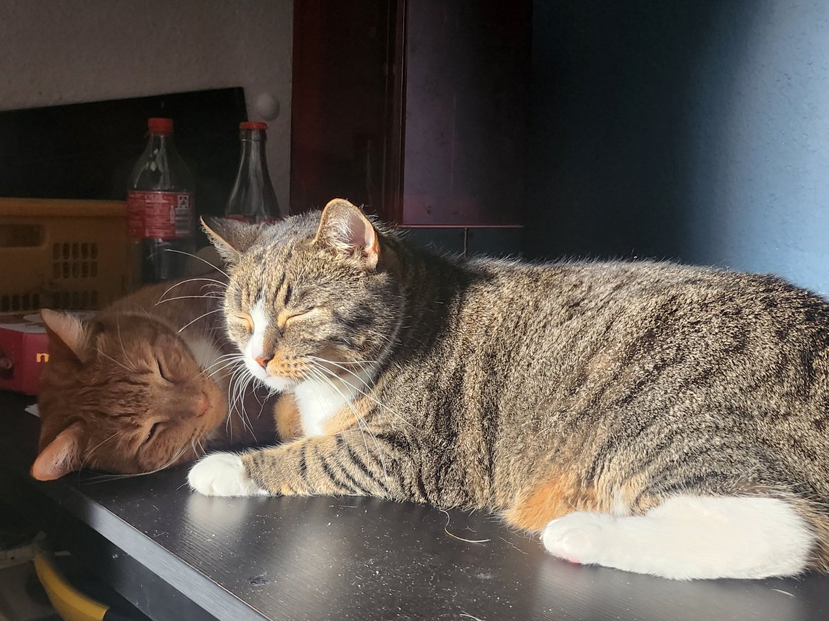 enfalion's tweet photo. @everylunaever Aww flauschig hier meine beiden https://t.co/YWHm0hRqhF