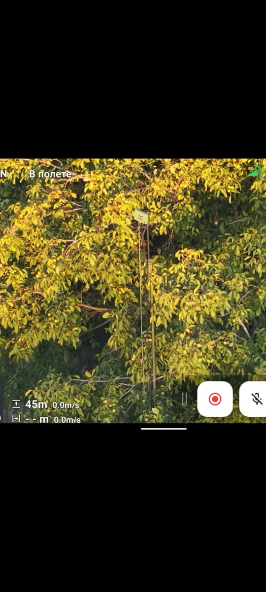 Дикі бжели tweet media