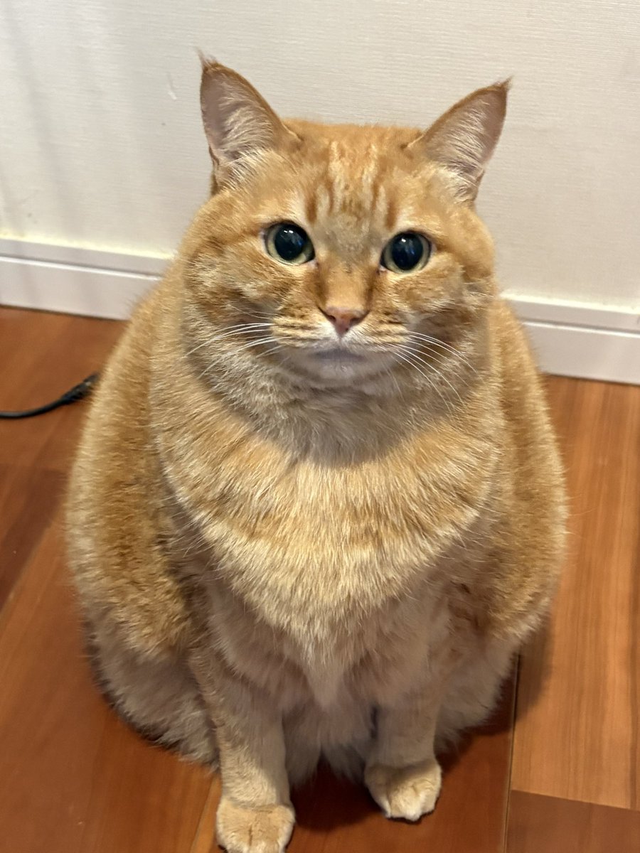 週休8日の猫吸い (@8VA64ArRkX7nOHE) / Posts / X