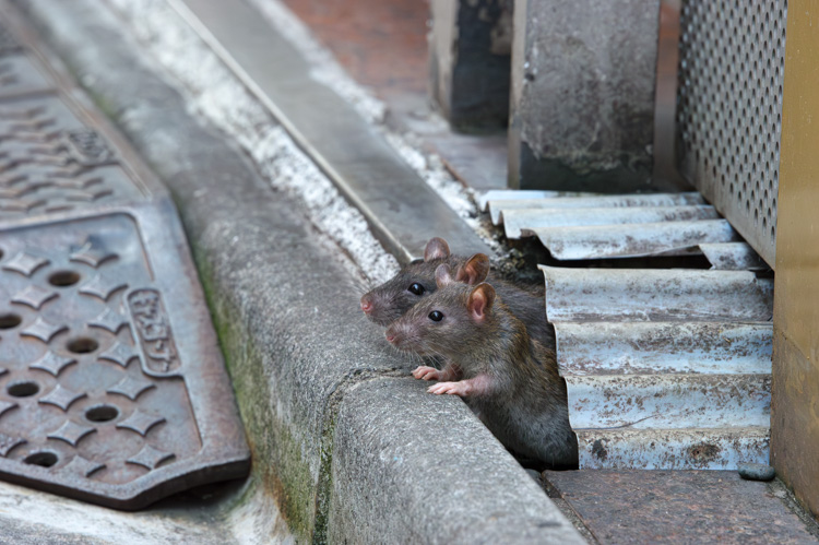 harahiroyoshi_'s tweet image. ２匹そろって、なにかに注目しています
Two together, focusing on something.