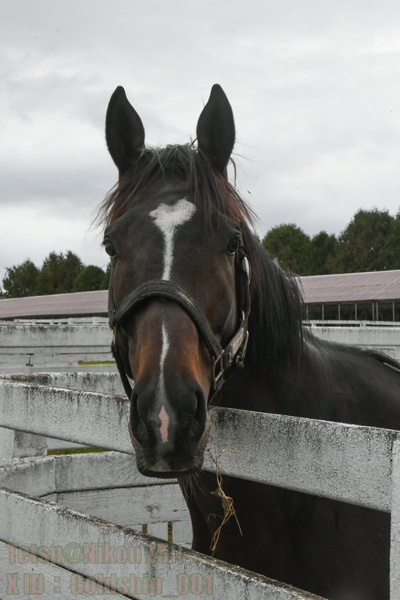 てつ@Nikon Z5Ⅱ (@Goldship_001) / Posts / X