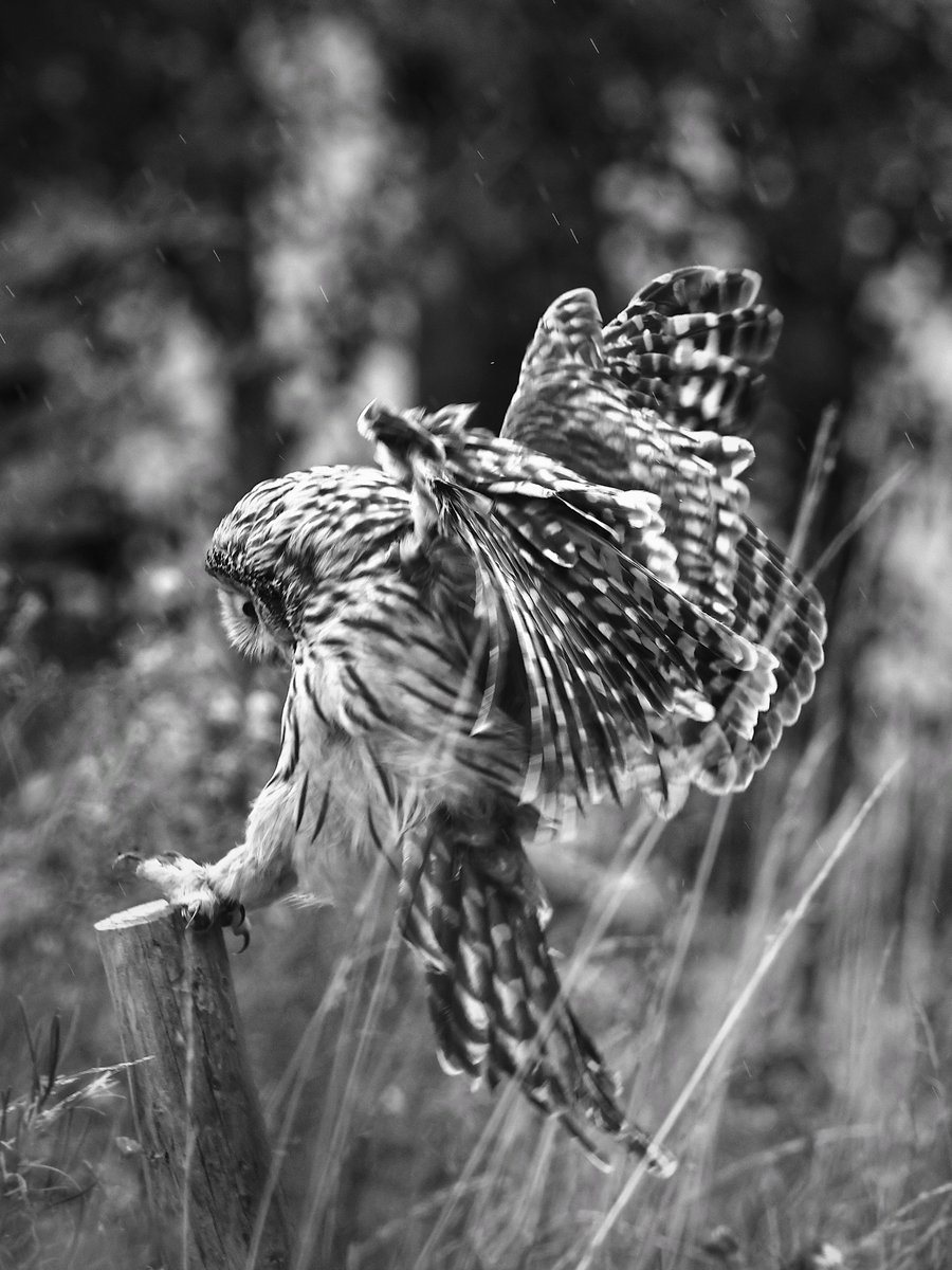 WLH1972's tweet photo. Good morning: Day 9 of the last 12 days of 2025 is September!
Please post, share or QP one favourite #photo from September 2025 (tomorrow will be October). 
 #PhotoOfTheYear #Photography #PhotographyonX #landscapephotography

Owl landing in the rain : August '25 https://t.co/e4c3PGkD3l