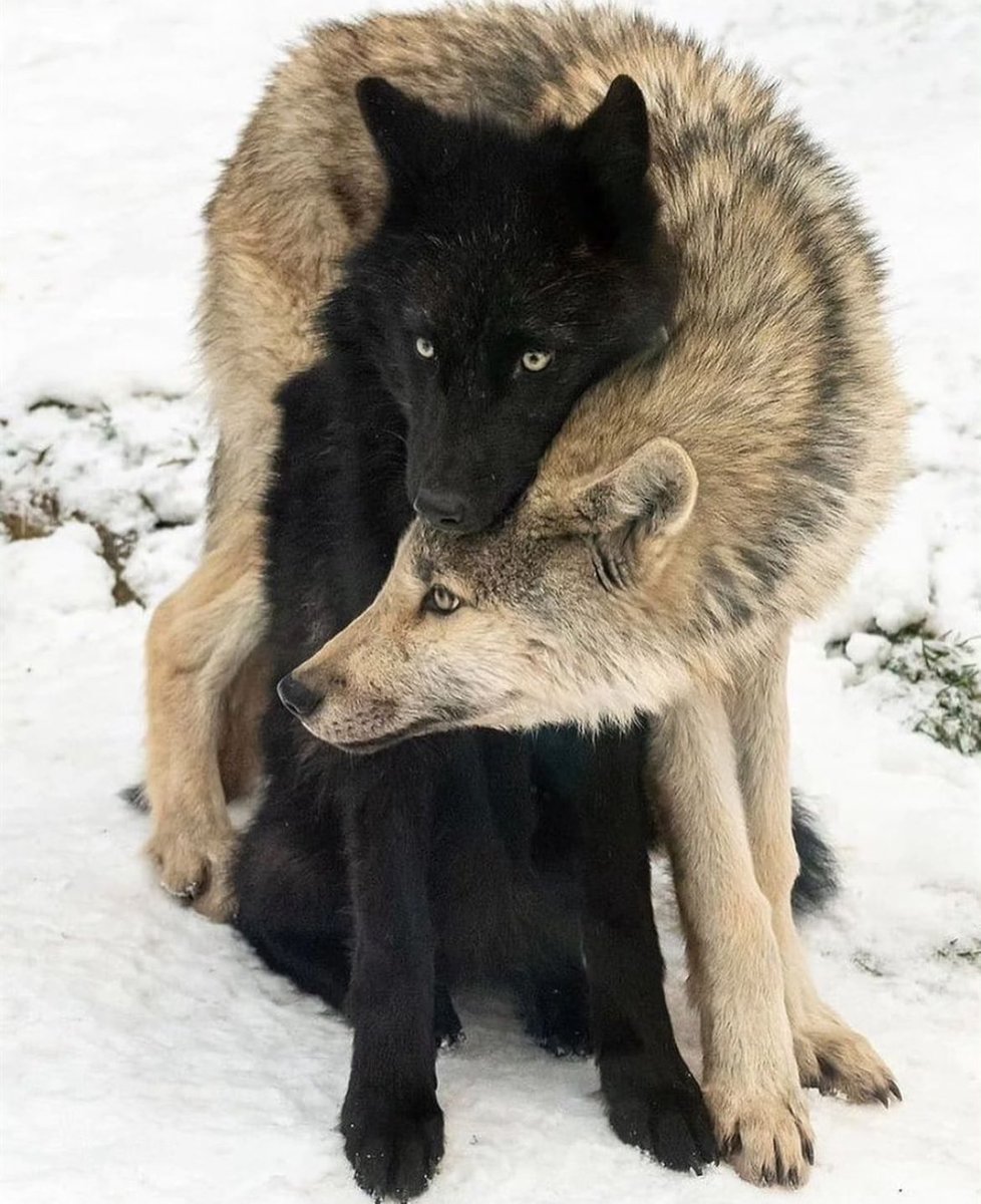 Wild at heart, but loyal to the soul.