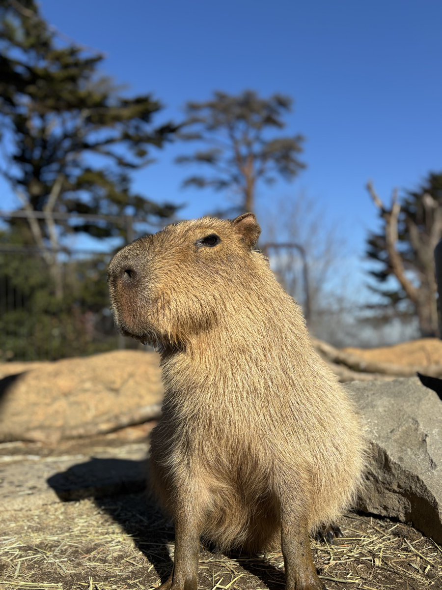 証明写真風に📸 #カピバラ #リオ #ツピ #八木山動物公園 #八木山