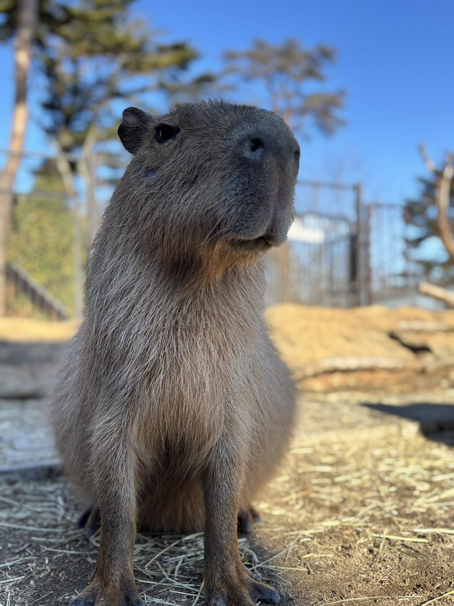 証明写真風に📸 #カピバラ #リオ #ツピ #八木山動物公園 #八木山