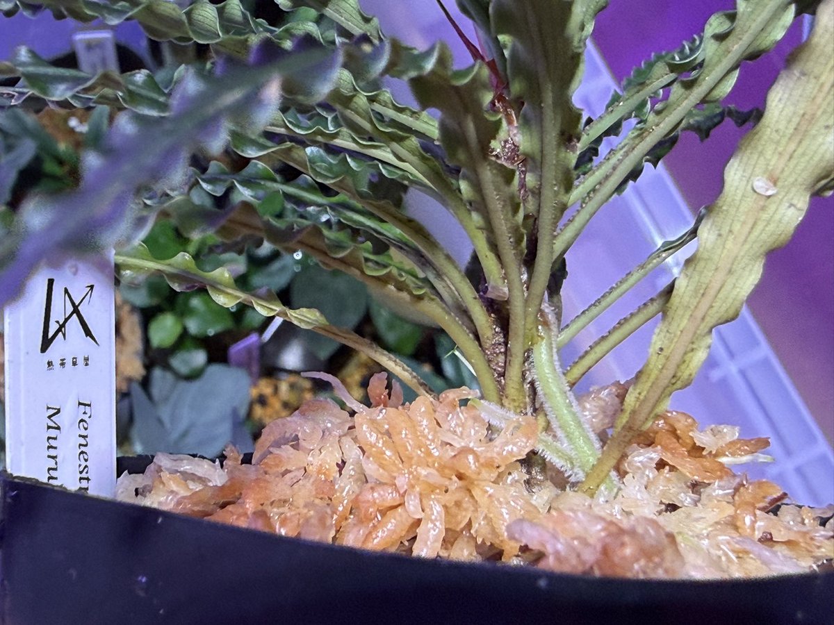 shin@Crazy&Clever S (@crazy_clever_s) / Posts / X