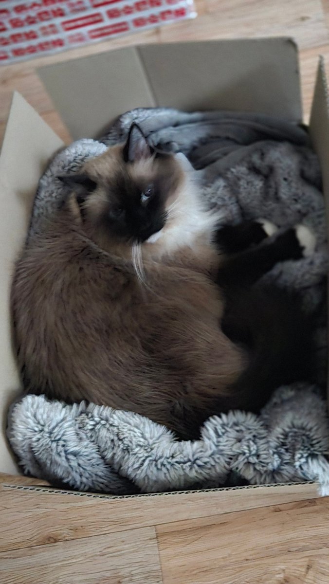 CatDa__'s tweet image. 따 둥지 만들어줬어