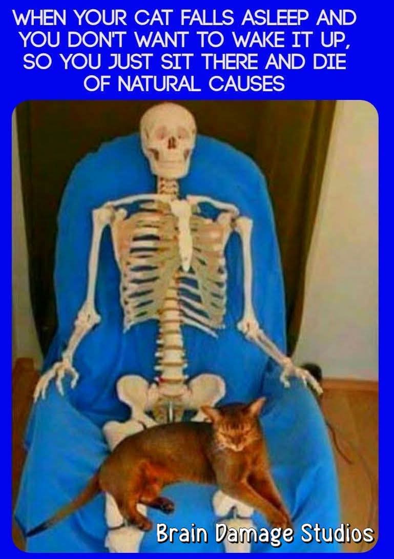 #פידחתולים #להחמיד_את_הפיד