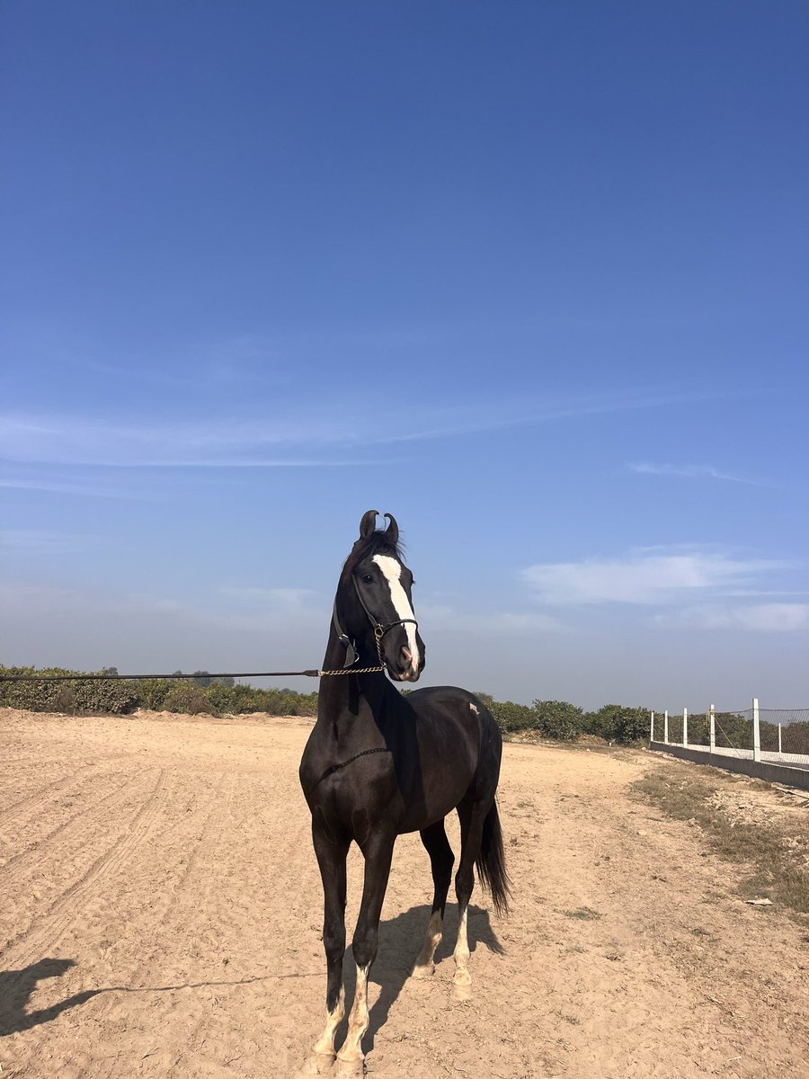 Ghoda hai crore đã 
Fire kann jod da