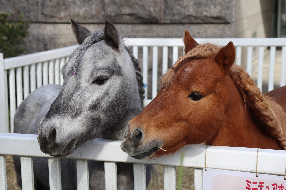 JRA競馬博物館 (@JRARacingMuseum) / Posts / X