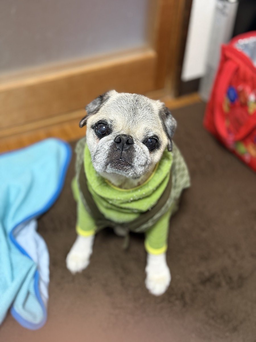 pug89john's tweet photo. 皆さんお久しぶりです。今朝ジョンが他界しました。詳しいことは明日葬式なので明日以降報告します。
皆さん、パグ友達ありがとうございました😭 https://t.co/xV9LbY84C4