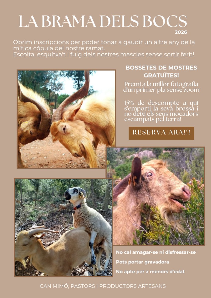 Una activitat especial per aquelles persones que els agrada espiar als animals mentre es barallen i forniquen a la natura però que no els agrada gaire caminar.
Enguany obrim les nostres portes perquè pogueu gaudir de ben aprop d'aquest espectacle tan necessari per a la ramaderia.