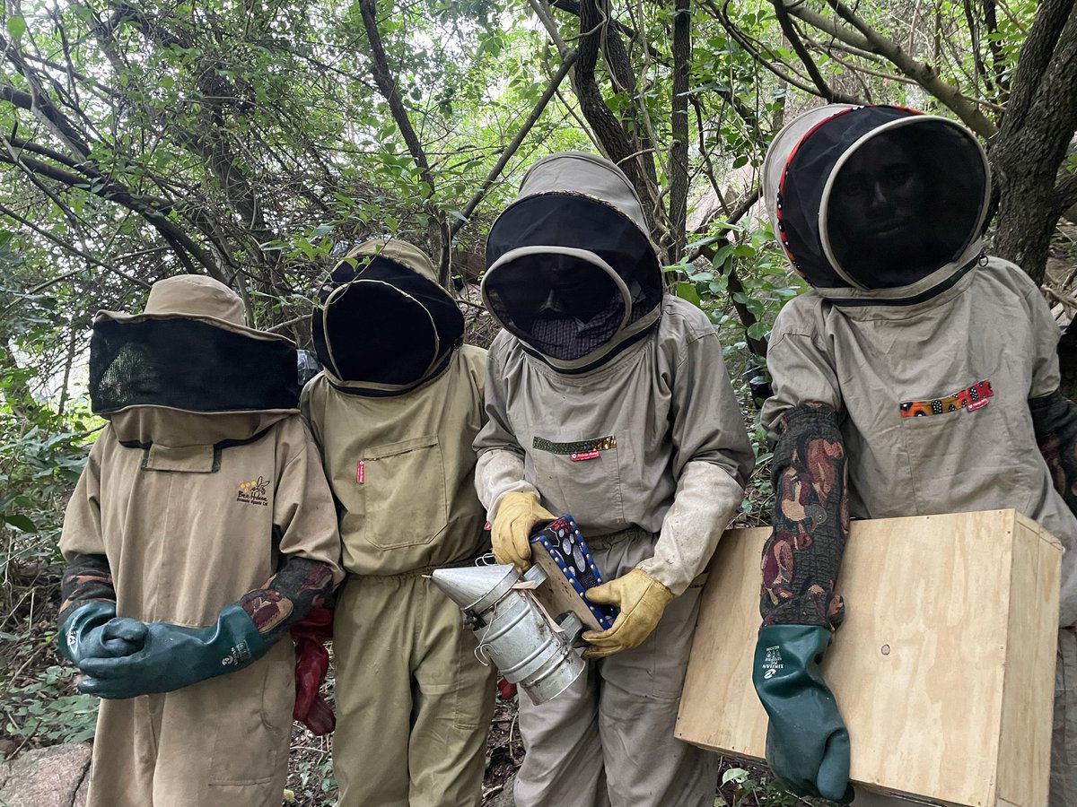 munansiGI's tweet image. 🐝🌿 Regular hive check-ups keep bees healthy, prevent losses, improve honey quality, and support resilient pollinators. Strong colonies mean stronger livelihoods and healthier ecosystems. 🌍💚