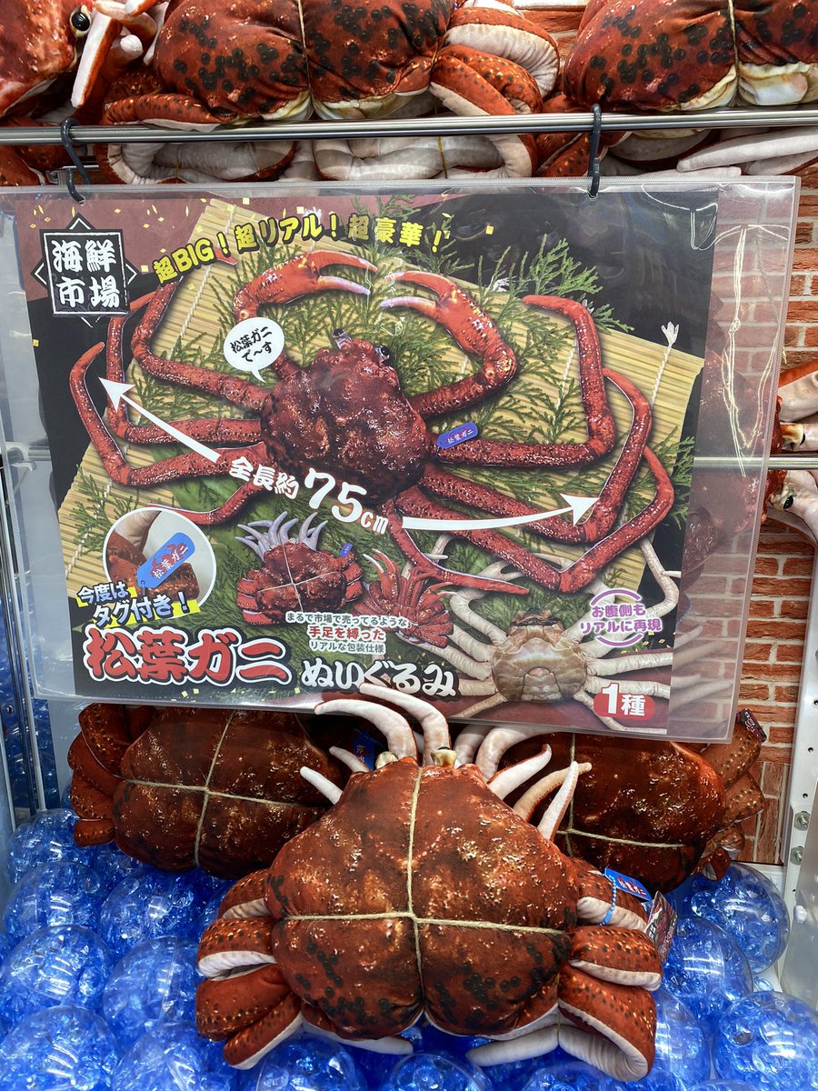 ✨アミューズ入荷景品✨ 松葉ガニぬいぐるみ 入荷しました