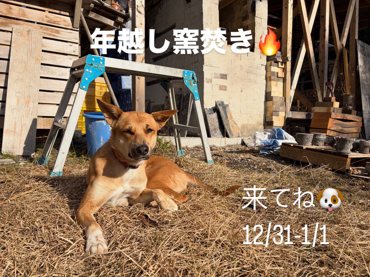 shingo997's tweet image. 大晦日から年越し窯焚きやります。ぜひ遊びにお越し下さい🐶🔥

京都亀岡市ウリズンの森

#Yakishime  #BizenWare  #ShigarakiWare  
#WoodFiredKiln  #Unglazed  #JapaneseTradition
#JapaneseCeramics  #WabiSabi  #ClayArt

#焼締 #備前焼 #信楽焼 #薪窯 #無釉 #伝統工芸