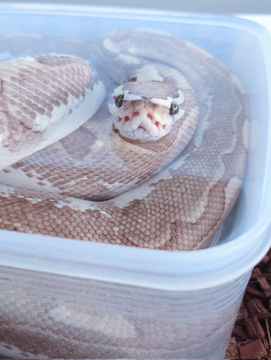 雪蓬🐍といえば水に浸かる図