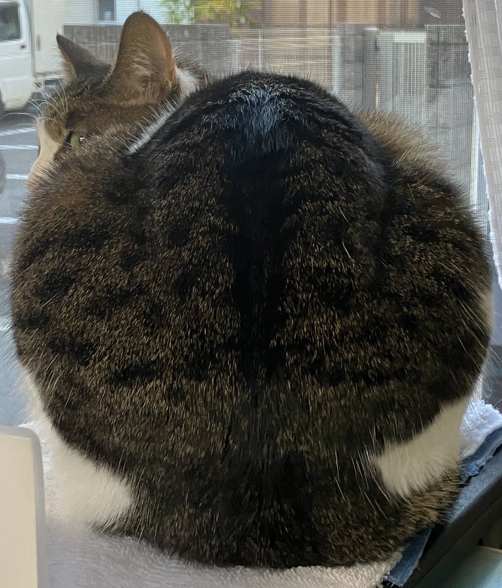 Post by 松崎屋ω藤馬 on X: ねこおさめ