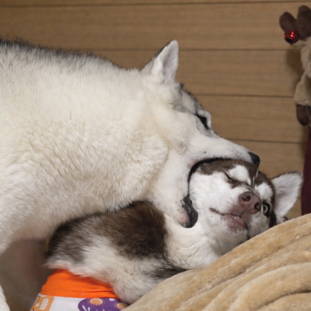 ふくまる＋ぶな＝ (@fukumaru_buna) / Posts / X