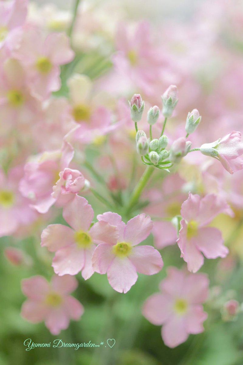 きららゆらら✨🌺2 (@11kirarayurara) / Posts / X