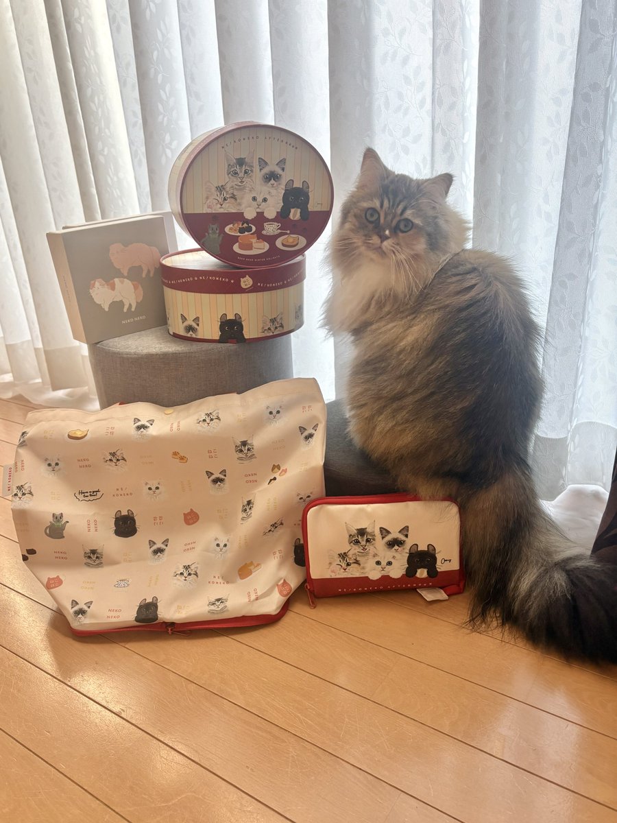 猫の紬🐈サイベリアン (@neko_no_tsumugi) / Posts / X