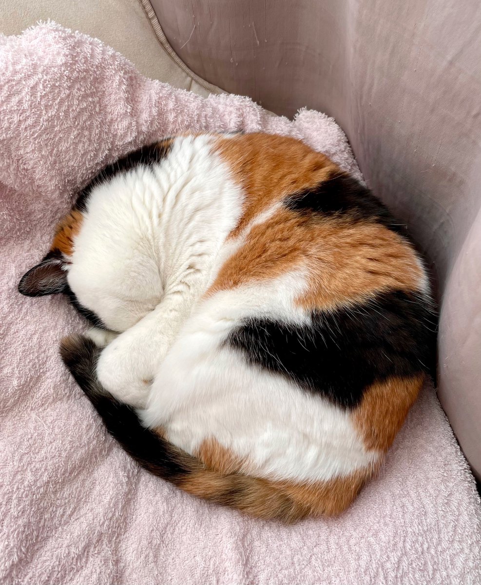 にゃんころもち にゃんころもち【にゃんこともちもち・スイーツ大好き