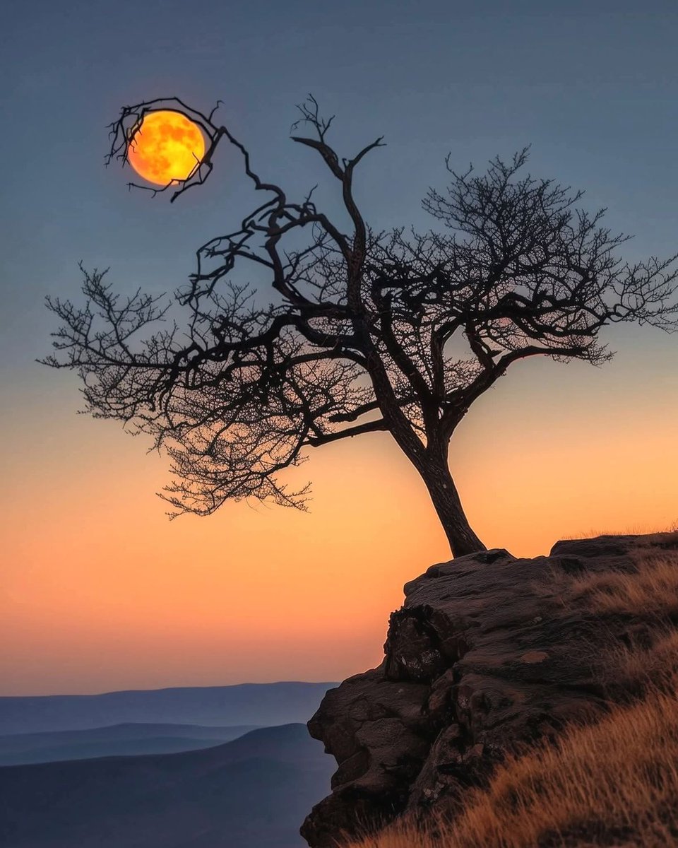 MOON tweet media