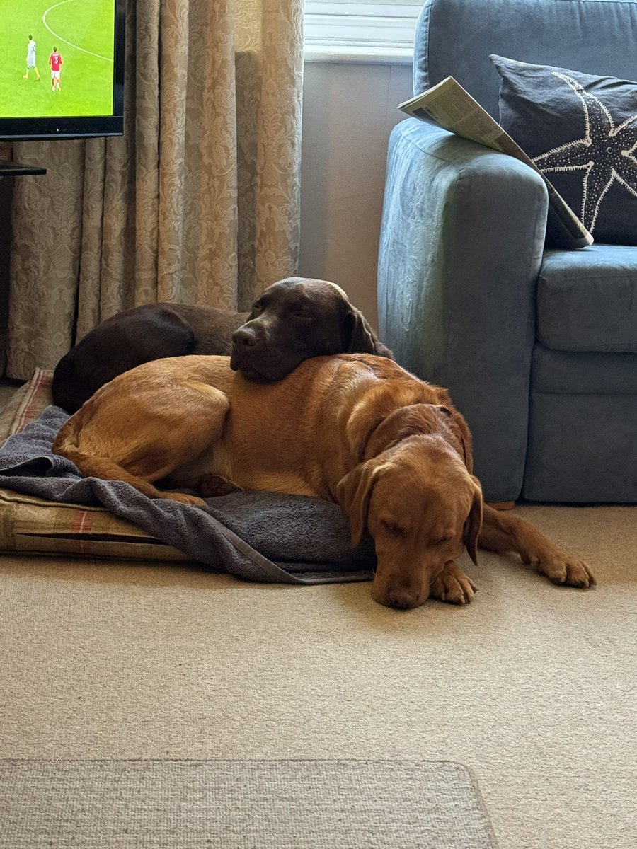 AlexWil92208892's tweet photo. Christmas highlights……

Sleepy Labs and tasty Turkeys 🐕 🦃 

#greatfun https://t.co/5Ow4jhOBhY