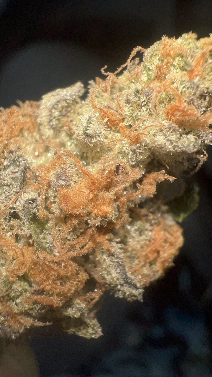 grimreefer508's tweet photo. Thin mint gsc grown by me https://t.co/KySapRY7eV