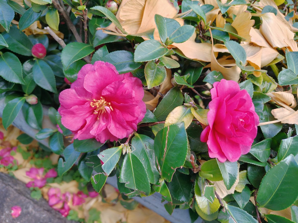 madderled's tweet photo. この時期に外植えの花が咲くってすごいよな
同じ国？ https://t.co/MFkVfXjddI